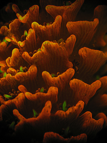 coral fluorescent fluorescence of coral