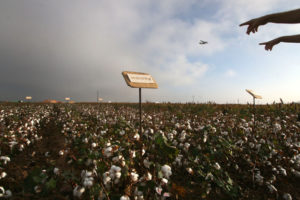 cotton_story__hershaw__IMG_1484