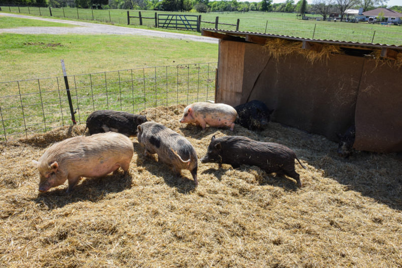 Central Texas Rescuers Work to Save Pigs, Farm Animals During Winter Storm  - Reporting Texas ☆ Reporting Texas