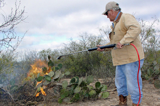Bill Barfield, a South Texas cattle rancher near the Jim Hogg and Starr County line, burns needles off cactus pads to feed to parched cattle. Photo by Omar Montemayor/AgriLife Extension, used with permission.