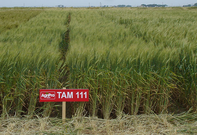 Wheat trials at a field day in Texas. Photo courtesy of Texas A&M AgriLife / Flickr