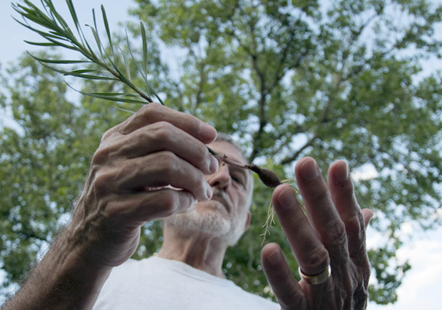 Dale Bulla explains the replanting process of the Liatris tree, one of the many plants found within his certified wild life habitat. Photo by Fernanda Del Toro