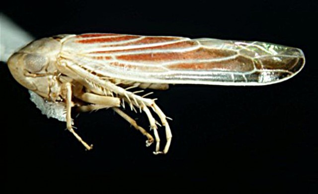 The red-streaked leafhopper, a fifth of an inch long insect, carries a disease that could affect Texas' $200-million sugarcane industry. Photo Courtesy of Chris Wilson, Texas Invasive Species Institute.