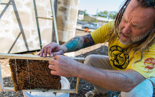 Walter Schumacher, also known as "the bee tsar", works on a bee colony at Highland Park Baptist Church, Austin, TX., on Saturday October 17, 2015. Amalia Diaz/Reporting Texas.