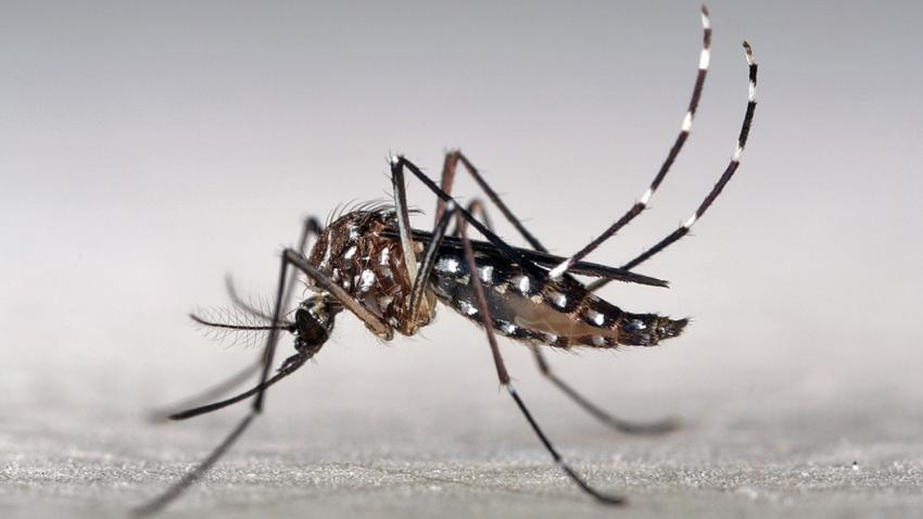 The yellow fever mosquito, Aedes aegypti, is Zika's most important vehicle for spreading the virus. Photo Courtesy Marcos Teixeira de Freitas, Creative Commons
