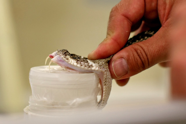 Mark Hockmuler, curator fo the Texas A&M Kingsville serpentarium, extracts venom from a western diamondback rattlesnake.
