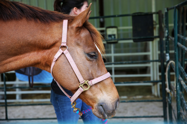 Avalon, a 15-year-old Chestnut, became Jozlynn’s therapy horse after Weston died recently. Qiling Wang/Reporting Texas