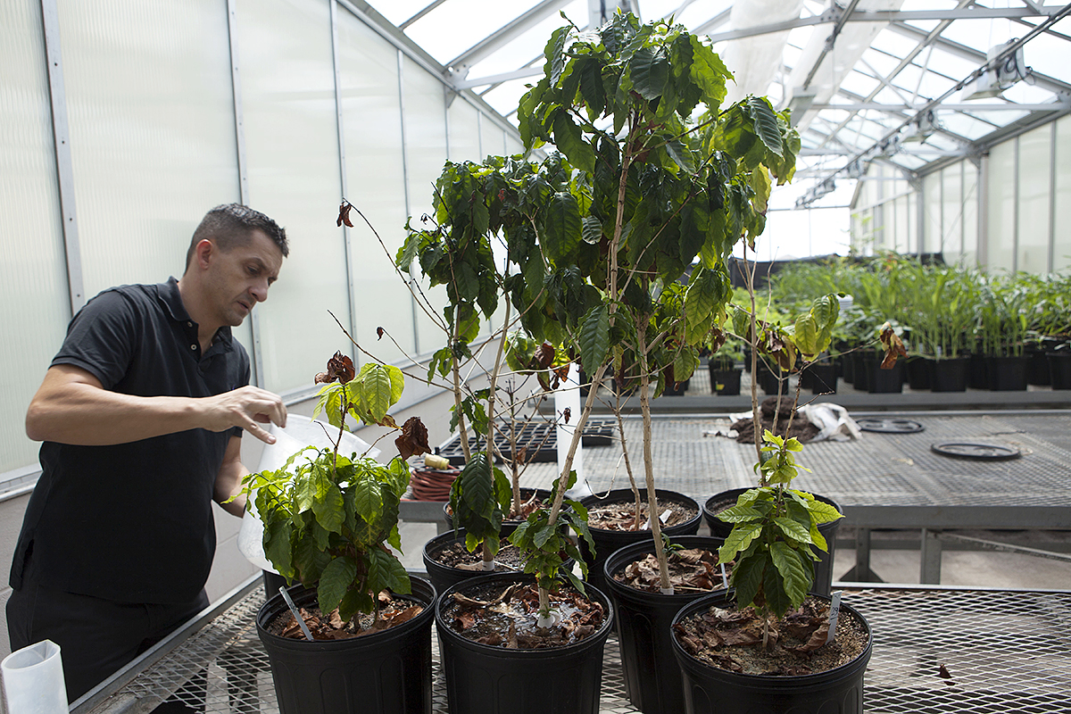 Professor Leo Lombardini waters a coffee plant from Yemen in a greenhouse at Texas A&M University in College Station, Texas. Another professor was able to bring the plants back before conflict broke out there.