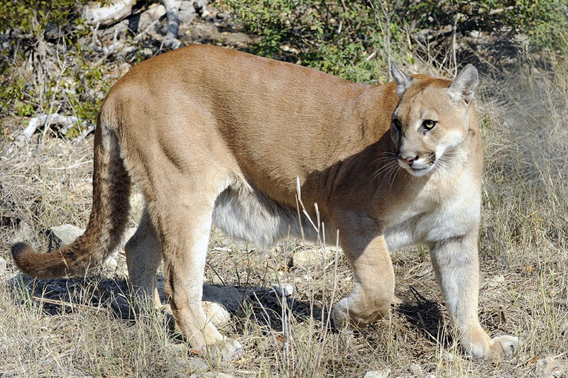 Estimating Texas Mountain Lion Population Is Like Herding Cats