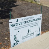 The Half-Pint Prairie is a registered Native Texas Prairie Heritage Property. (Photo: Maggy Wolanske)